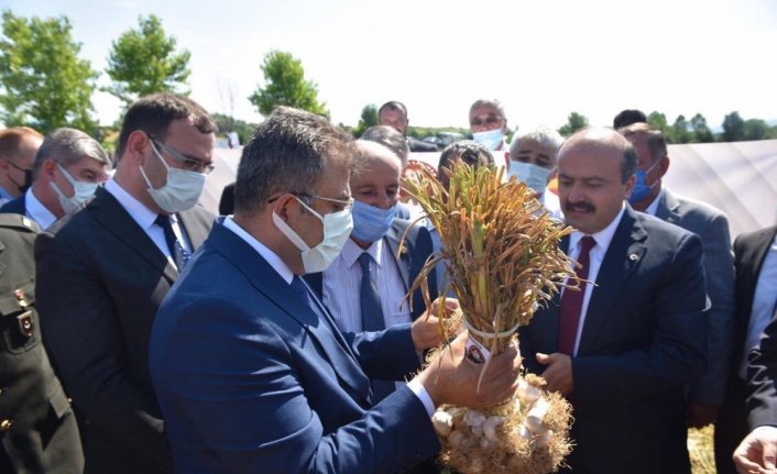 Tarım ve Orman Bakan Yardımcısı Metin, Taşköprü'de sarımsak hasadına katıldı: