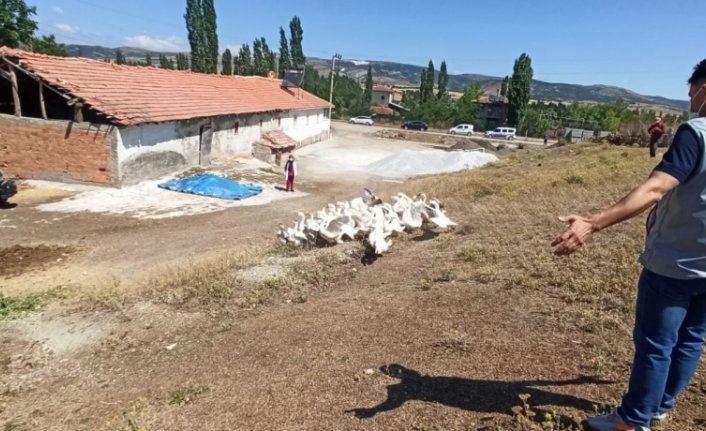 Tokat'ta kuş gribi şüphesiyle yaklaşık 200 kanatlı hayvan itlaf edildi