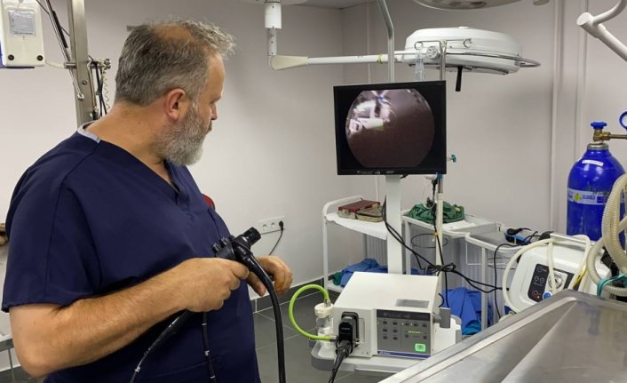 Zonguldak'ta köpeğin yuttuğu çorap endoskopiyle çıkarıldı