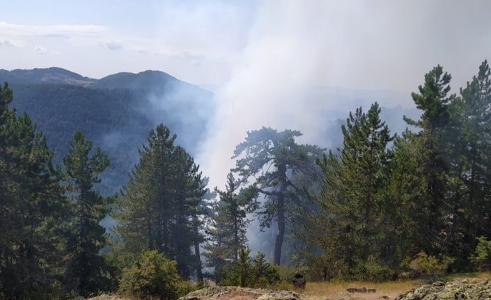 Bolu'da çıkan orman yangınında 1 hektarlık alan zarar gördü