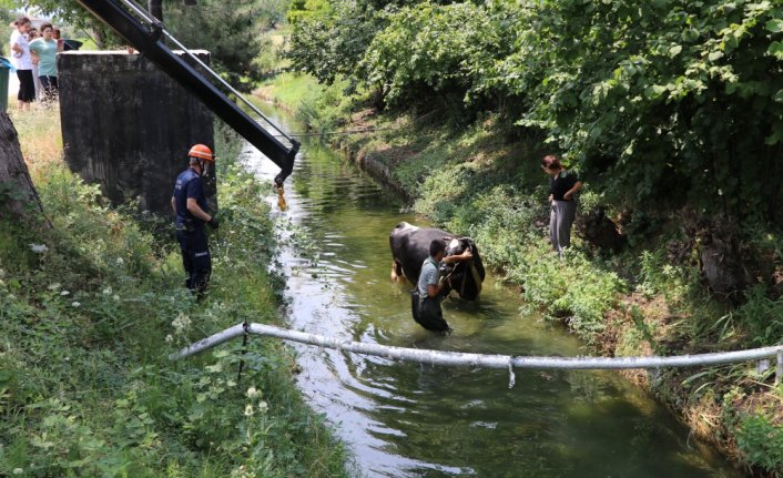 Bolu'da sulama kanalına düşen ineği itfaiye kurtardı