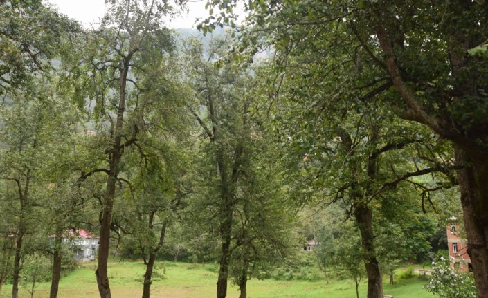 Espiye'de asırlık armut ağaçları ilgi çekiyor