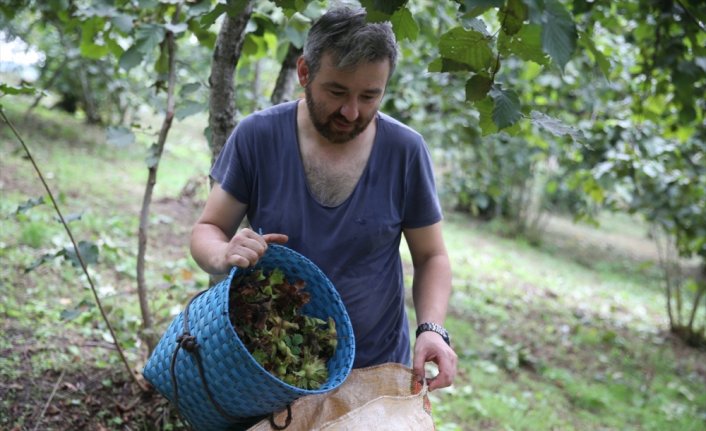 Karadeniz Bölgesi'nde fındık hasadı sürüyor