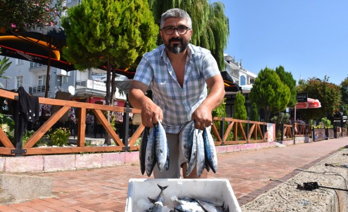Karadeniz'de sezonun ilk palamutları Sinop'ta tezgahlardaki yerini aldı