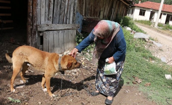 Köpeklerine tüfekle ateş ettiğini öne sürdüğü komşusundan şikayetçi oldu