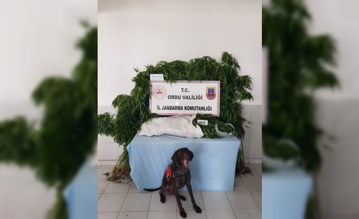 Ordu'da uyuşturucu operasyonunda 2 kişi yakalandı