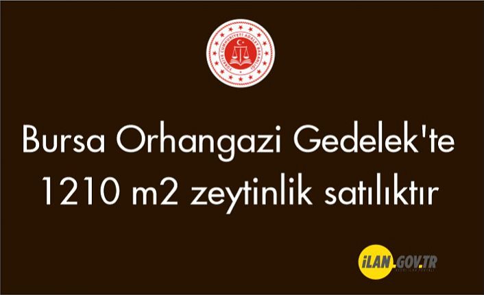 Orhangazi Gedelek'te 1210 m2 zeytinlik satılıktır