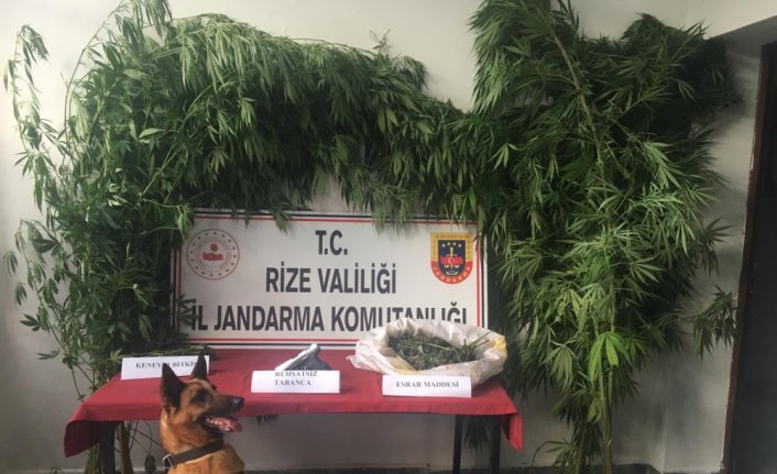 Rize'de 1 kilo 708 gram esrar maddesi ele geçirildi