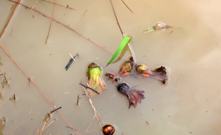 Samsun'da aşırı yağış nedeniyle bazı fındık bahçelerini su bastı