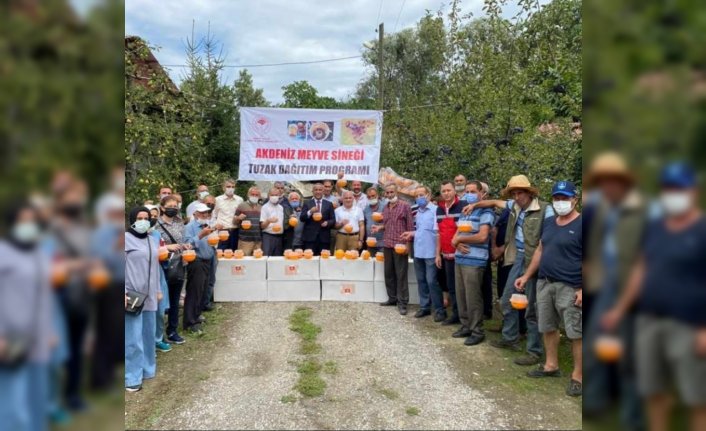 Samsun'da meyve üreticilerine Akdeniz meyve sineğine karşı destek