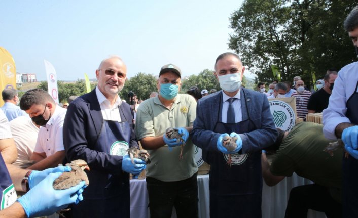Samsun'da üniversite yerleşkesine 500 sülün ve kınalı keklik bırakıldı
