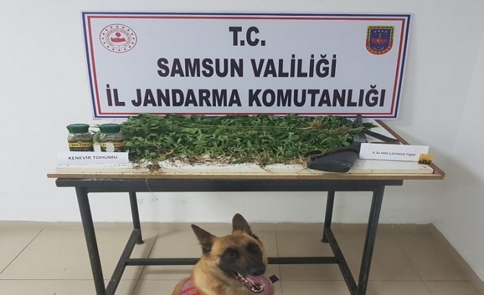 Samsun'da uyuşturucu operasyonlarında 15 şüpheli yakalandı