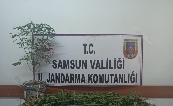 Samsun'da uyuşturucu operasyonunda 33 kök Hint keneviri ele geçirildi
