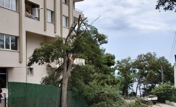 Sinop'ta fırtına ağaçları devirdi, çatıları uçurdu