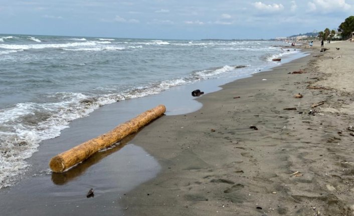 Sinop'ta selin denize sürüklediği tomruklardan onlarcası komşu il Samsun'da sahile vurdu