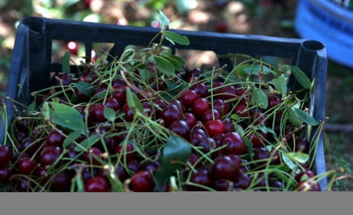 Tokat'ta 40 yıl önce bir gurbetçinin diktiği vişne ağacıyla başlayan üretim köyün geçim kaynağı oldu