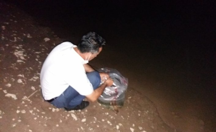 Tokat'ta göletlere 36 bin yavru sazan balığı bırakıldı