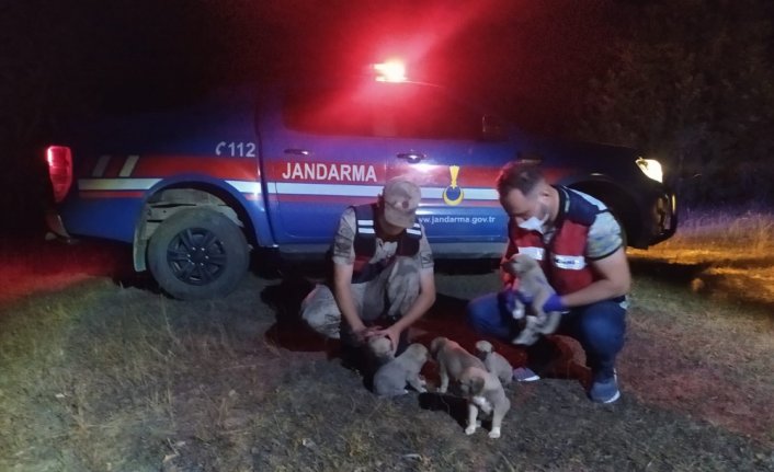 Tokat'ta jandarma ekipleri arazide bulduğu 6 köpek yavrusuna sahip çıktı