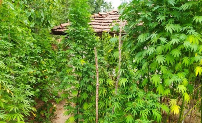 Tokat'ta uyuşturucu operasyonunda 7 kişi gözaltına alındı