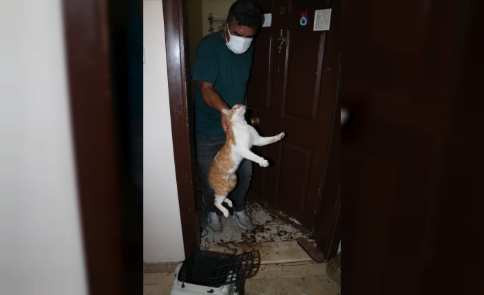 Bolu'da kapısı çilingir yardımıyla açılan daireden 50 kedi çıkarıldı