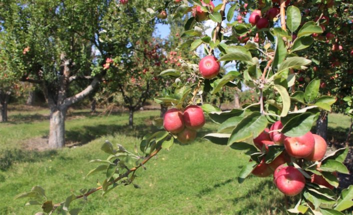 Coğrafi işaret tescilli Amasya misket elmasında hasat zamanı