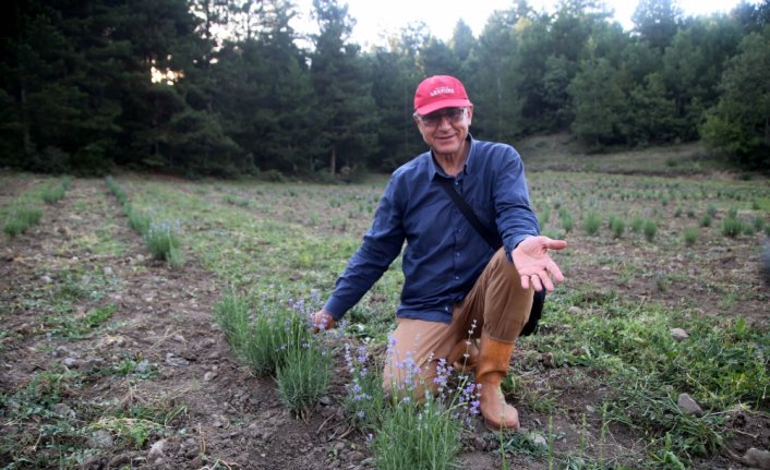 Doçentin lavanta merakı bir kente örnek oldu