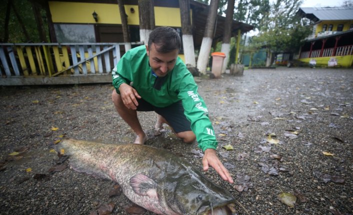 Düzce'de amatör balıkçının oltasına 51 kilogramlık yayın balığı takıldı