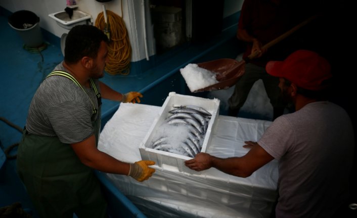 Düzce'de balıkçılar limana binlerce palamutla döndü