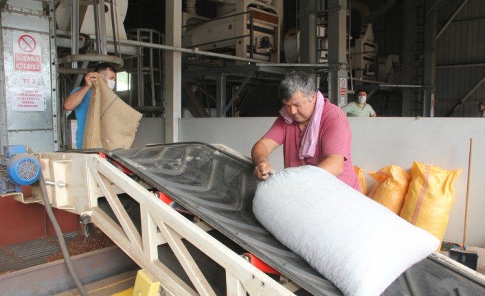 Giresun'da TMO fındık alımlarına başladı