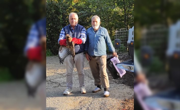 Giresun'da yaralı bulunan doğan tedavisinin ardından doğaya salındı