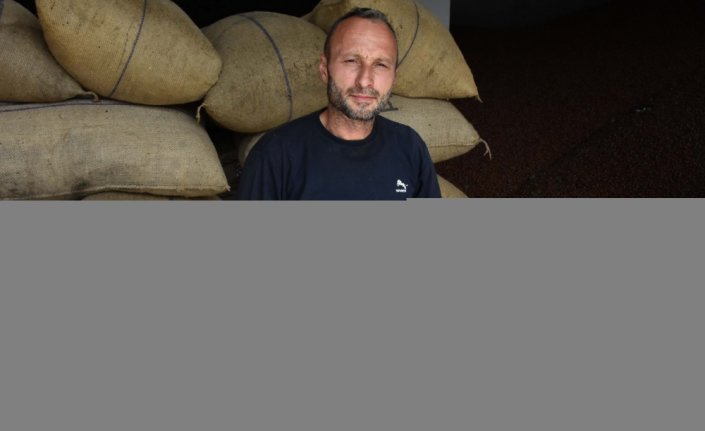 Kabuklu fındıkların içinde 