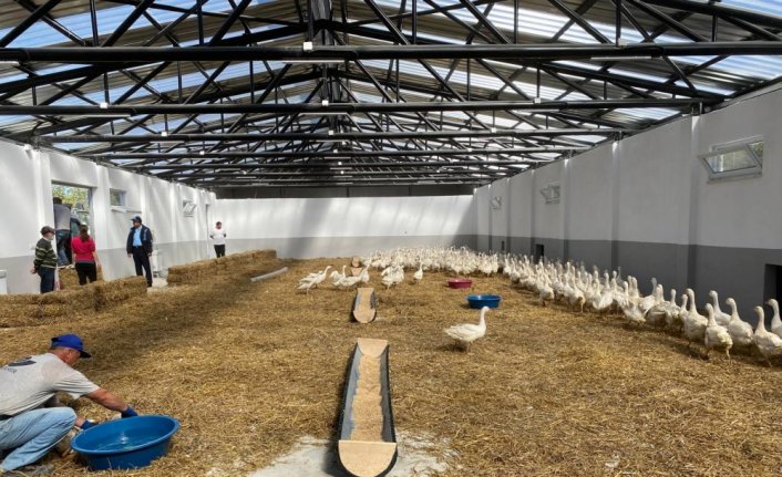 Karabük'teki üretim çiftliğinde yetiştirilen 600 kaz palazı kursiyerlere dağıtılacak