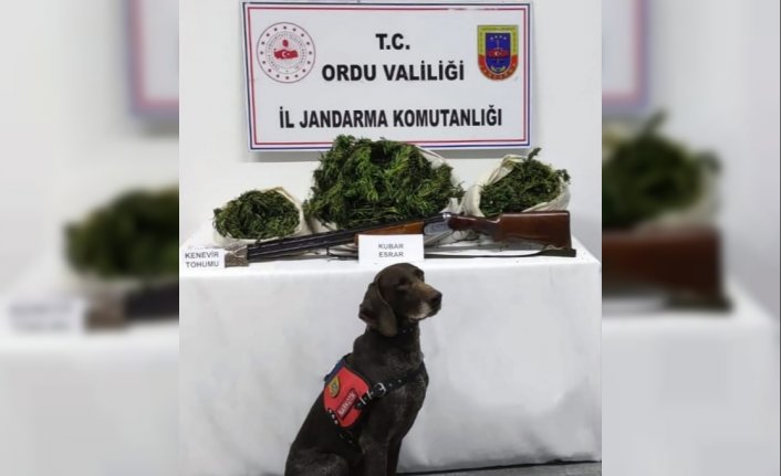 Ordu'da 12 kilo 350 gram esrar ele geçirildi