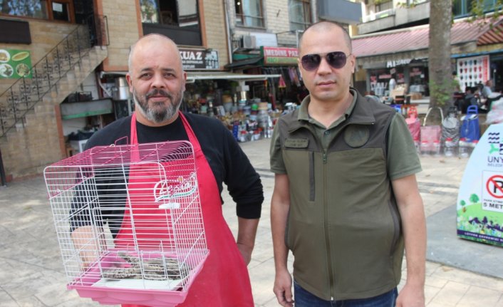 Ordu'da bulunan çoban aldatan kuşu koruma altına alındı
