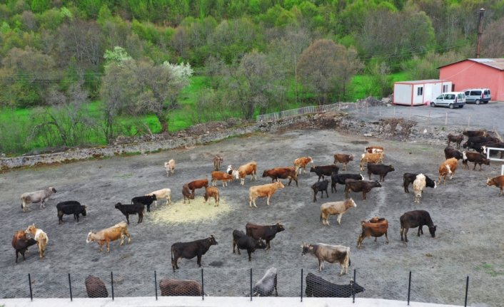 Ordu'da hizmet veren hayvan oteli, üreticilerin imdadına yetişiyor