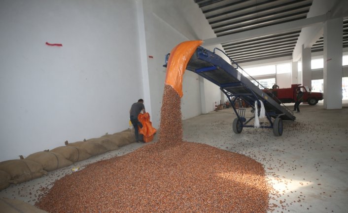 Ordu'da TMO fındık alımlarına başladı