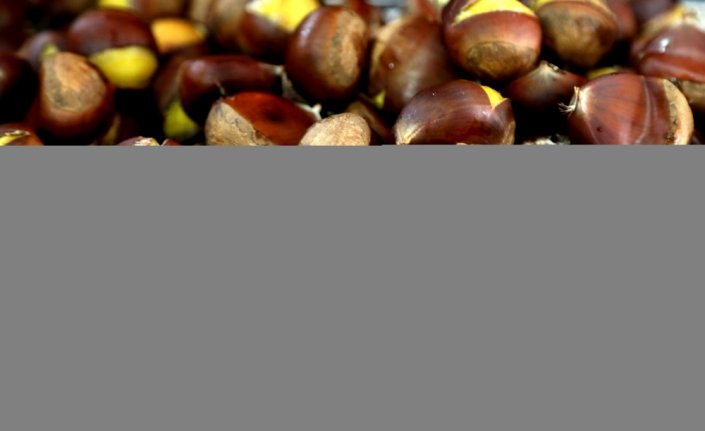 Samsun'da 15 yıllık çalışmayla geliştirilen 