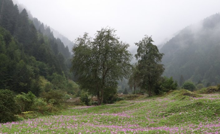 Uzungöl 