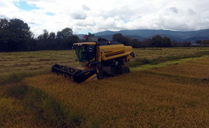 Ata tohumundan yetiştirilen Konuralp pirincinin hasadı başladı