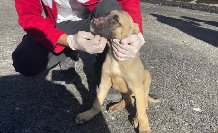 Bayburt'ta gençler sokak hayvanlarının kışlık bakımını yapıyor