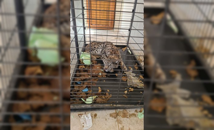 Gümüşhane'de yaralı bulunan vaşak, tedavisinin ardından doğaya bırakıldı