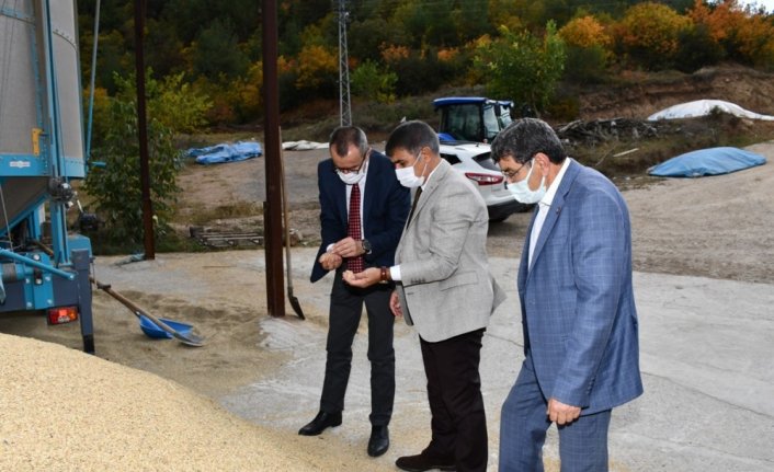 Karabük'te çeltik hasadı sürüyor