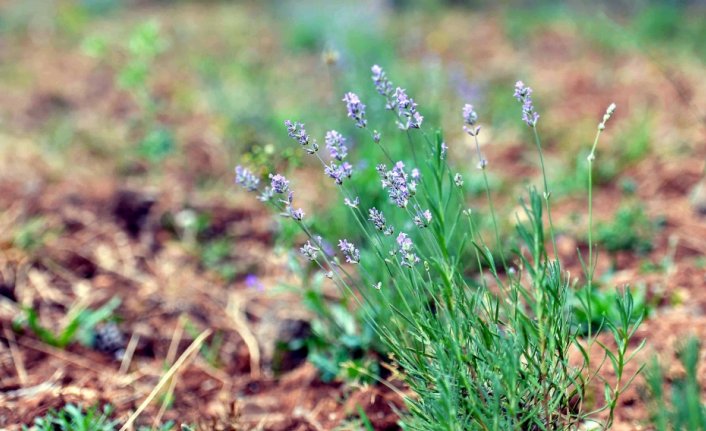 Karabük'te üretilecek bitkiler, birlik aracılığıyla tüketiciye ulaştırılacak