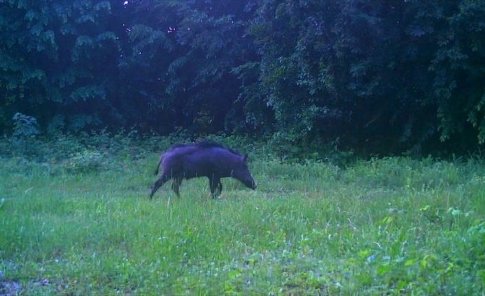 Küre Dağları'nda yabani hayvanlar fotokapanla görüntülendi