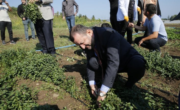 Ondokuz Mayıs Üniversitesinde tıbbi ve aromatik bitkilerin hasadına başlandı