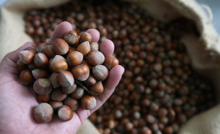 Ordu'da üreticinin TMO'ya ilgisi serbest piyasada fındık fiyatını yükseltti