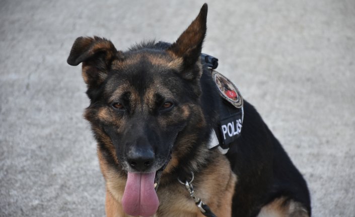 Samsun polisinin iz takipte “hassas burunlu“ yardımcısı