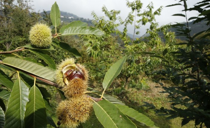 Samsun'da tescilli kestanelerin hasadına başlandı