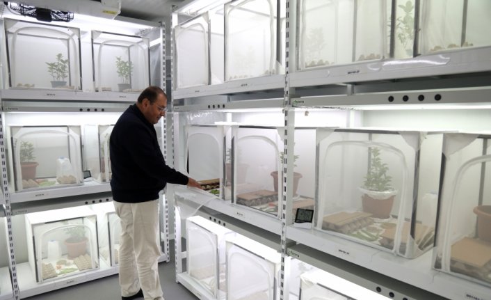 Tarım arazilerine zarar veren kahverengi kokarca ile 