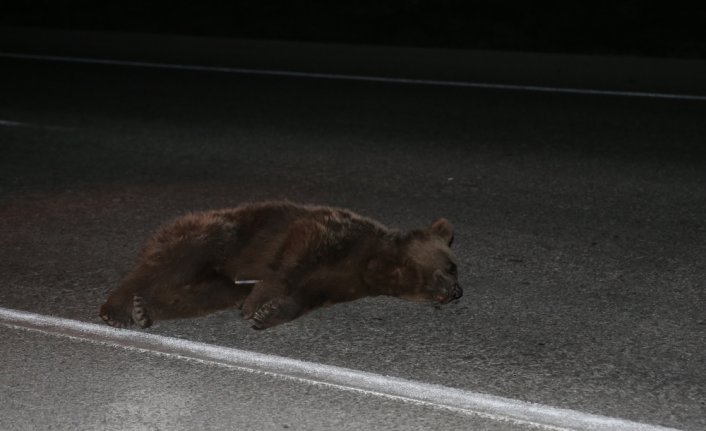 Tokat'ta araç çarpması sonucu yaralanan ayı yavrusu tedavi için Sinop'a gönderildi